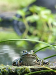 FZ008122 Marsh frog (Pelophylax ridibundus) on plank.jpg